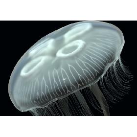 jellyfish 3D model